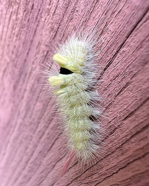 -Sycamore-Tussock-Caterpillar-Halysidota-harrisii