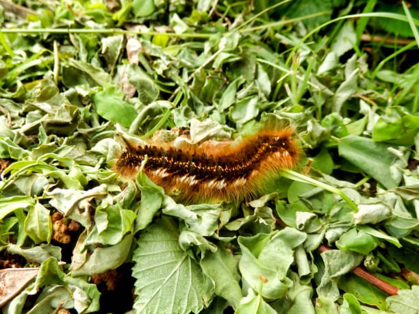 -Drinker-Moth-Caterpillar