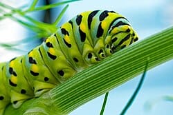 Parsley-Worm-Caterpillar-Papilio-polyxenes