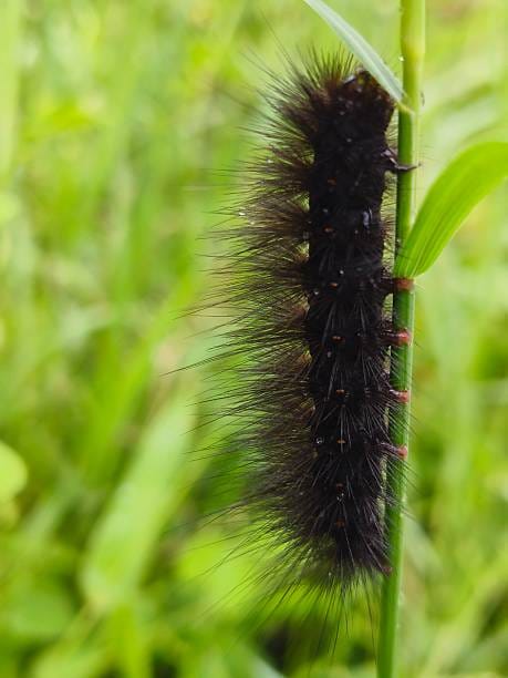 -Giant-Leopard-Moth-Caterpillar