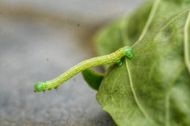 Tobacco-Budworm-Caterpillar