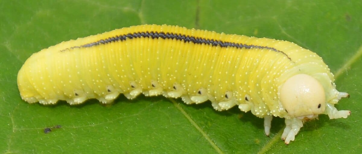 Elm-Sawfly-Larva-Cimbex-americana