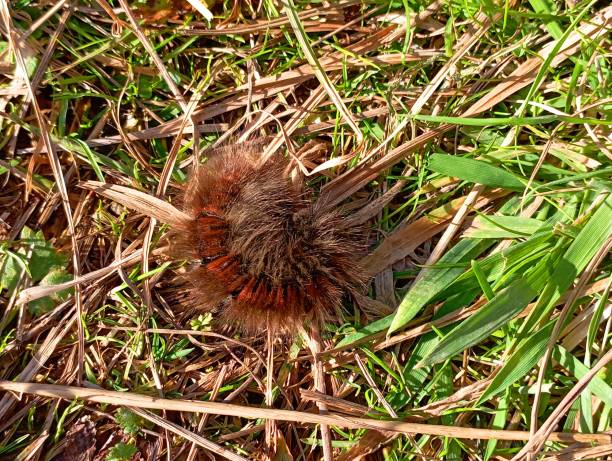 -Fox-Moth-Caterpillar