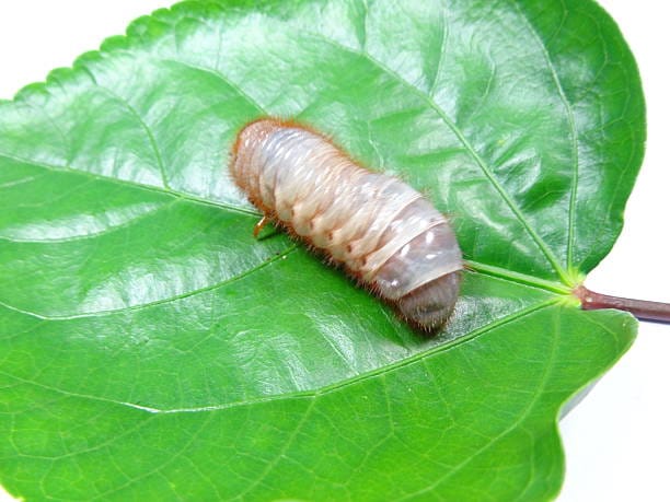 Exorista-mella-Larva