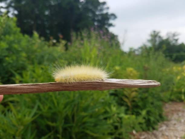 -Virginia-Ctenucha-Caterpillar