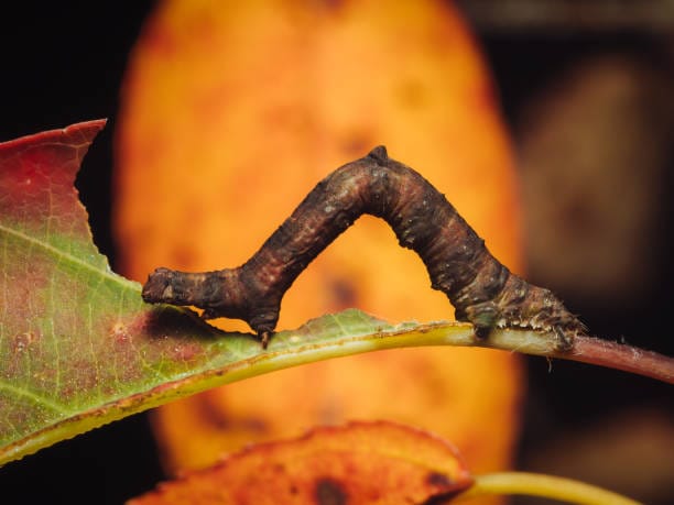 .-Miller-Moth-Caterpillar
