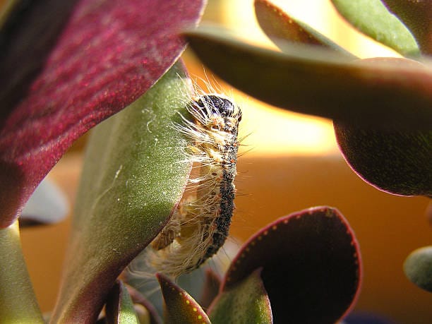 Virginia-Ctenucha-Caterpillar