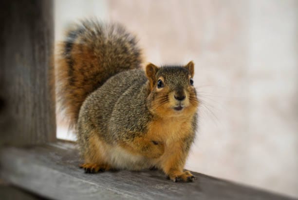 American-Red-Squirrel