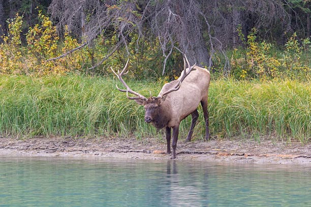 Rocky-Mountain-Elk