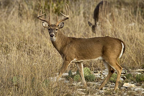 Texas-White-Tailed-Deer