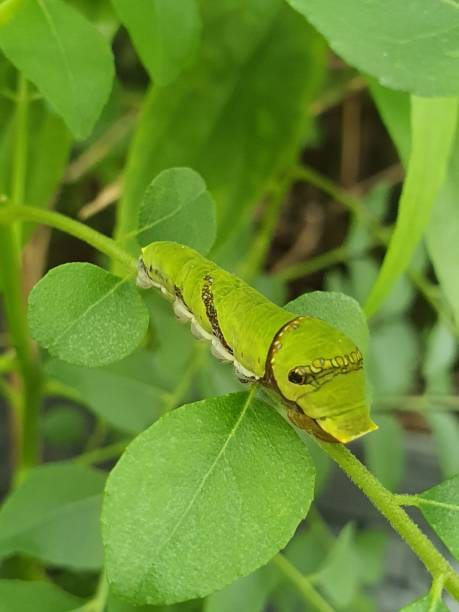 Two-Tailed-Swallowtail-Caterpillar