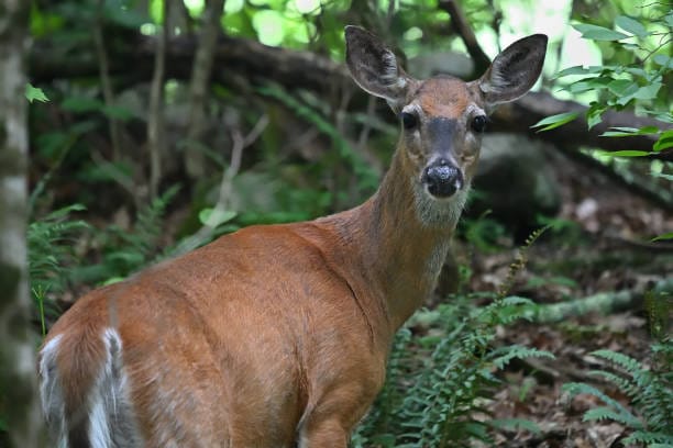 White-tailed-Deer
