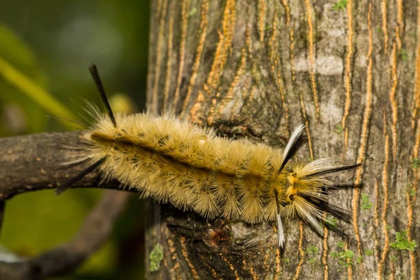 Banded-Tussock-Moth-Caterpillar