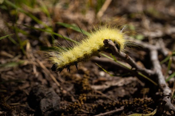 -American-Dagger-Caterpillar