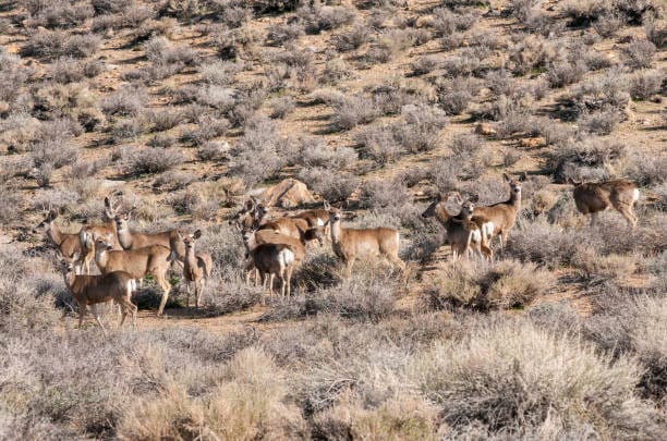 Inyo-Mule-Deer