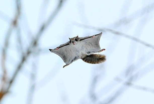 Northern-Flying-Squirrel