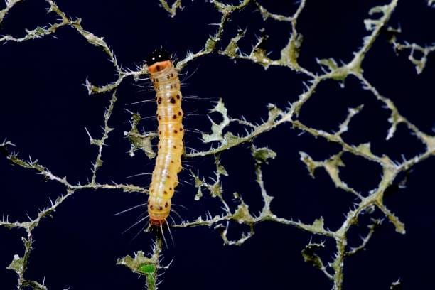 Palo-Verde-Webworm-Caterpillar