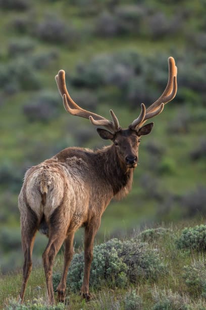 Rocky-Mountain-Elk