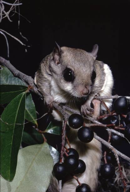 Southern-Flying-Squirrel