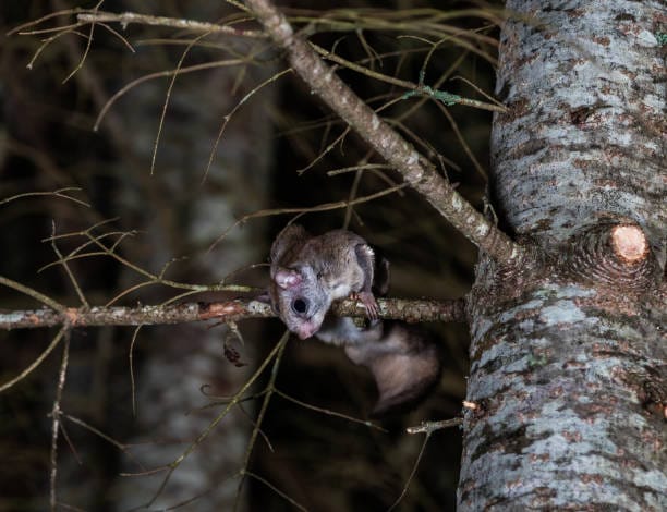 Southern-Flying-Squirrel