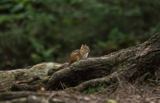 Eastern-Chipmunk