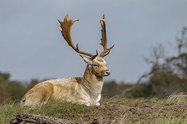 Fallow-Deer