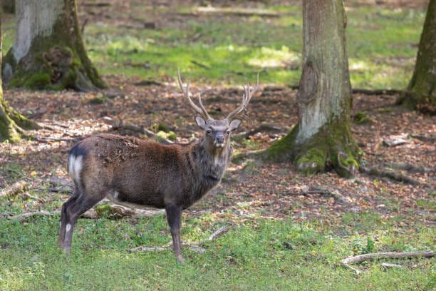 Sika-Deer