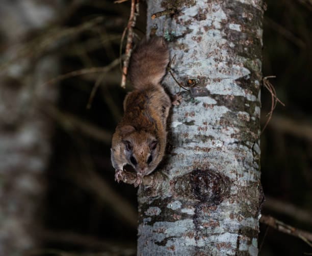 Southern-Flying-Squirrel-