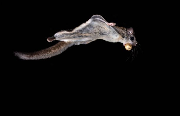 Southern-Flying-Squirrel