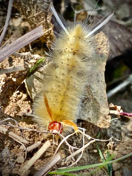 -Sycamore-Moth-Caterpillar