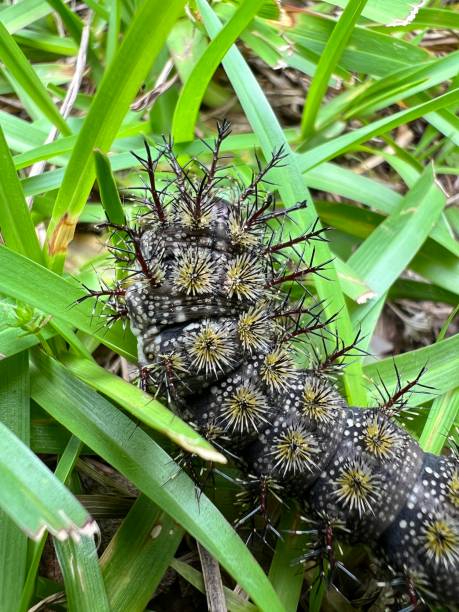 Buck-Moth-Caterpillar