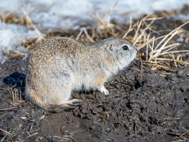 Franklins-Ground-Squirrel