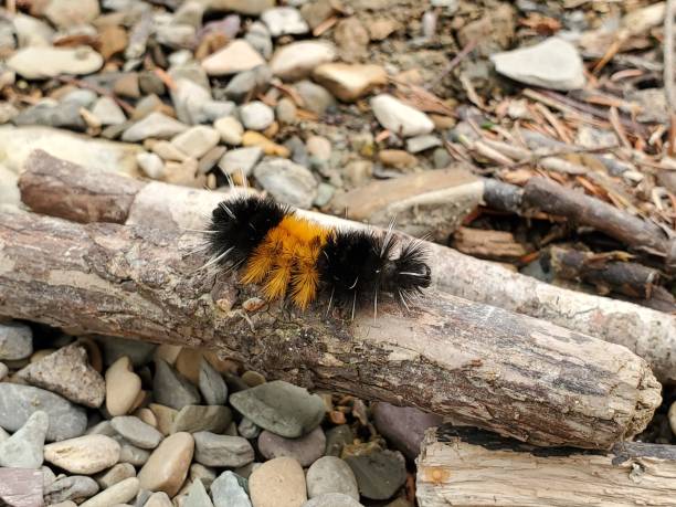 -Milkweed-Tiger-Moth-Caterpillar