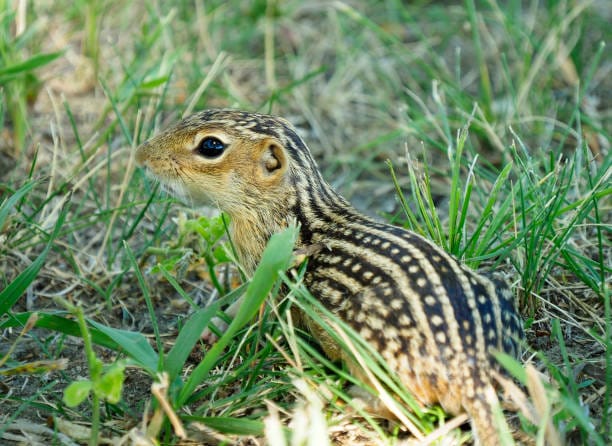 Thirteen-Lined-Ground-Squirrel