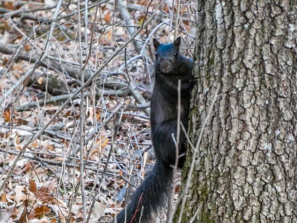Black-Squirrel
