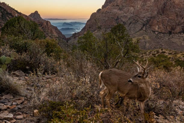 Carmen-Mountains-White-tailed-Deer