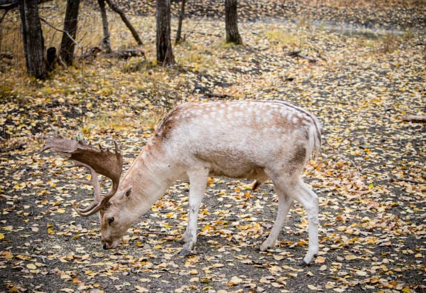 Fallow-Deer