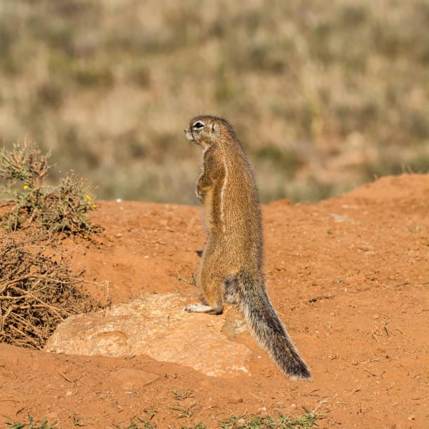 Franklins-Ground-Squirrel