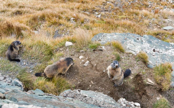 Groundhog