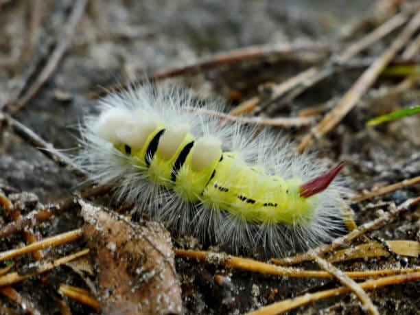 -White-Marked-Tussock-Caterpillar-Orgyia-leucostigma