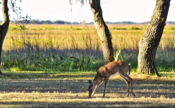 Avery-Island-White-tailed-Deer