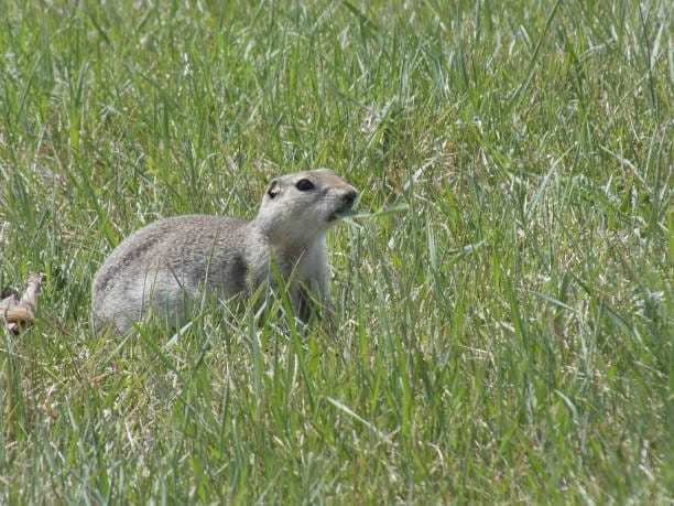 Richardsons-Ground-Squirrel.