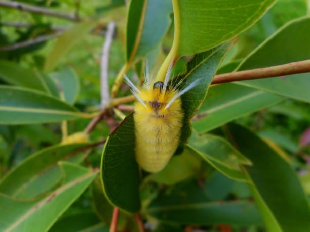 -Southern-Flannel-Moth-Caterpillar