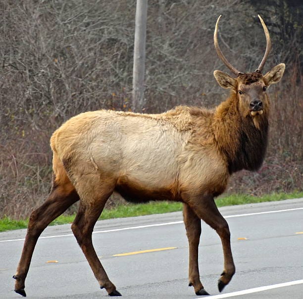 -Tule-Elk