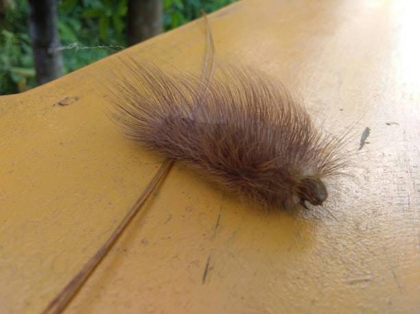 Venezuelan-Tiger-Moth-Caterpillar