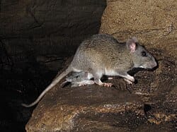 Allegheny-Woodrat