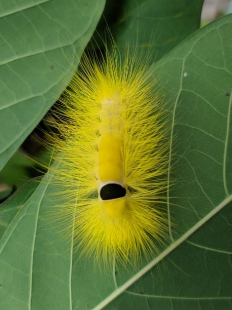 -Yellow-Woolly-Bear-Caterpillar