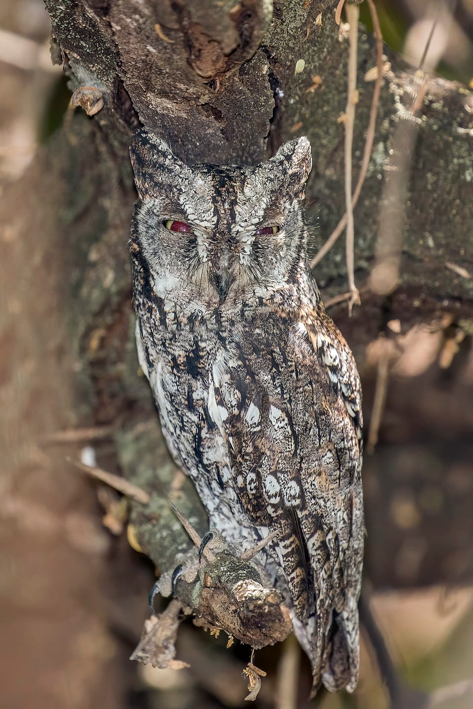 African Scops Owl