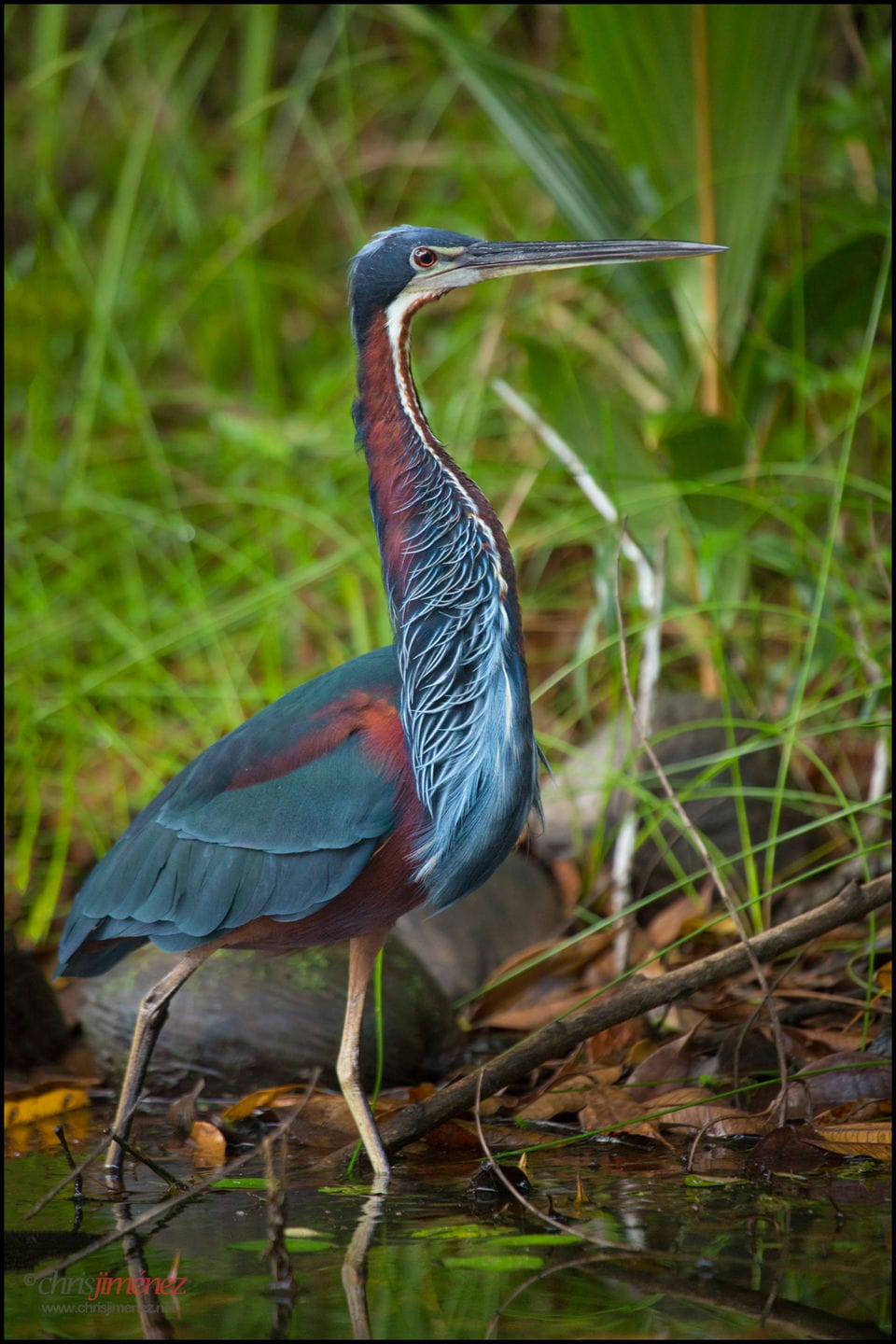 Agami Heron