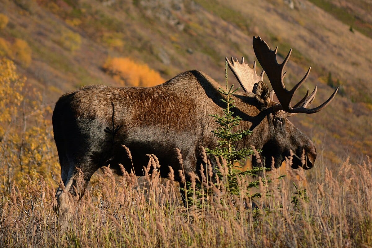 Alaska_moose